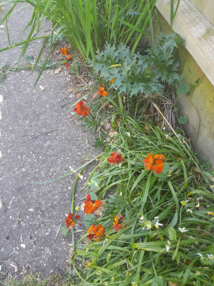 flowers